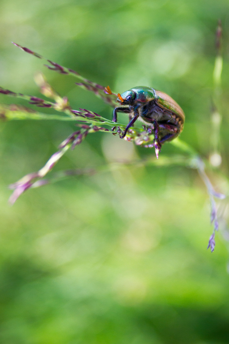 Beetle in green