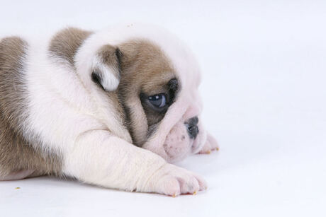 Engelse Bulldog pup, 3 weekjes oud.