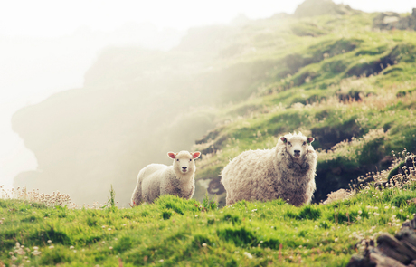 Schapen, Isle of Noss