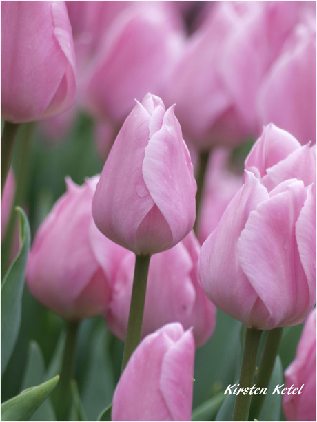 Tulipa in Pink