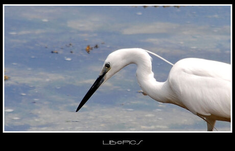 zilverreiger