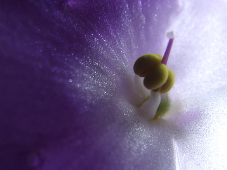 schittering op het blad