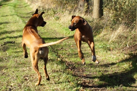 Dancing dogs