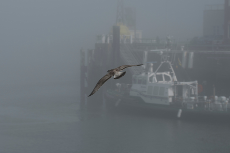 Mist in de haven