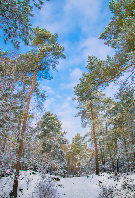 sneeuw in de zon