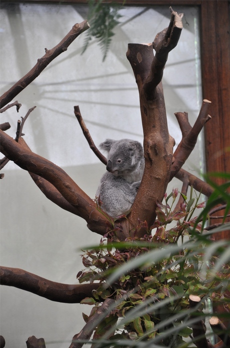 koala wake-up