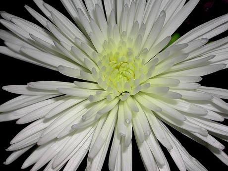 Gewoon een chrysant