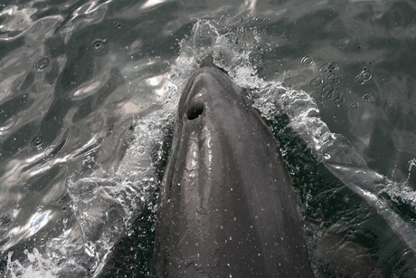Dolfijn in Milford Sound