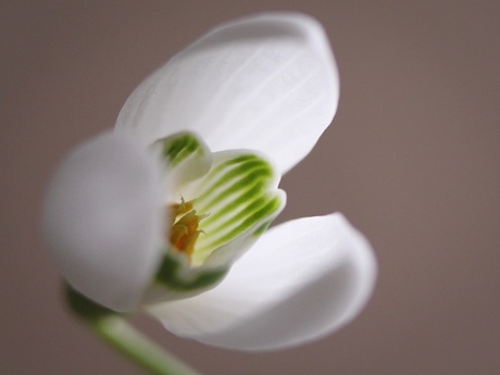 Snowdrop