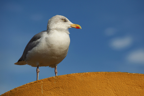 Seagull in yellow and blue