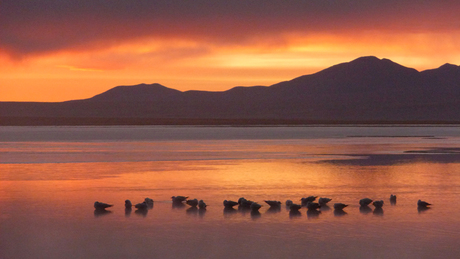 Zonsopgang met de vogels nog heerlijk in het water