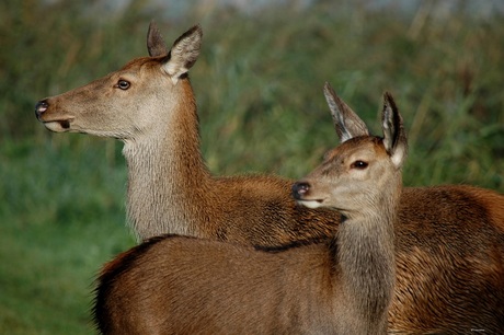 Edelherthinde met kalf Oostvaardersplassen