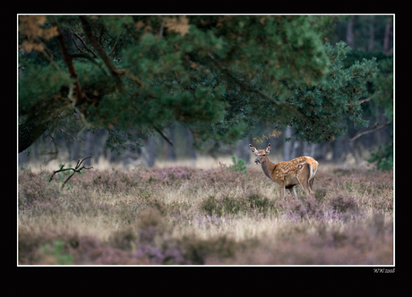 Bambie in het grote....... bos
