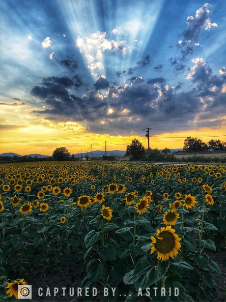 Sunflower Sunset