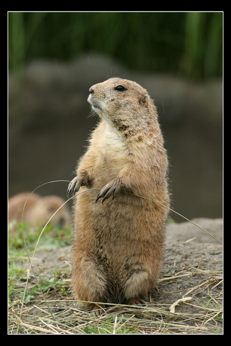 Prairiehondje in de regen