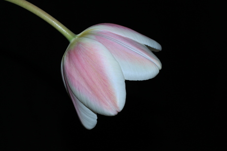 Tulp