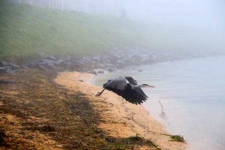 Reiger in Volendam