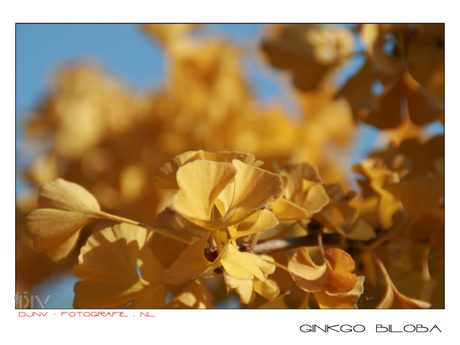 Ginkgo Biloba