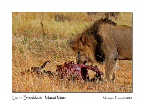 Lions Breakfast - Masai Mara