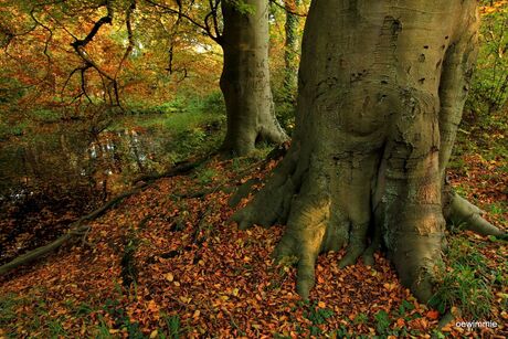 Autumn leaves, Sorghvliet.