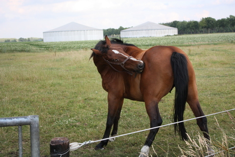 paard in de wei