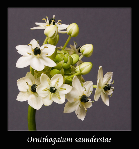 Ornitogalum