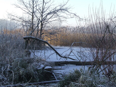 winter 2008