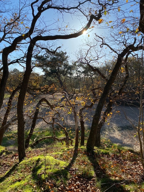 Dansende bomen in de zon.