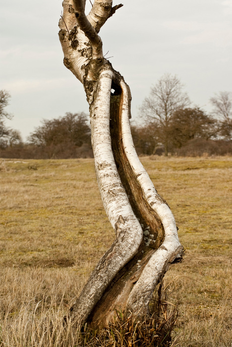 Duinen