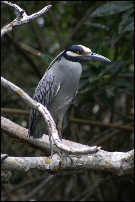 Vreemde vogel