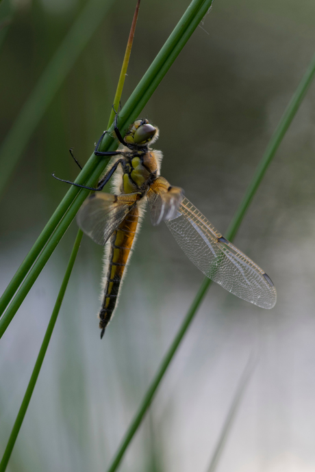 pechvogel libelle