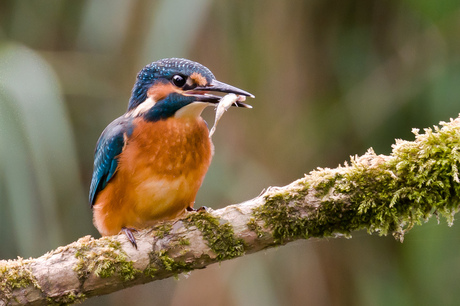 IJsvogel