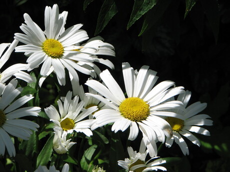 Margrieten