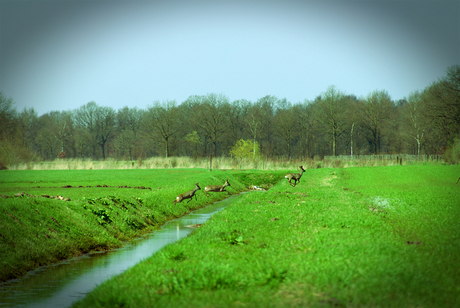 Herten springen over water