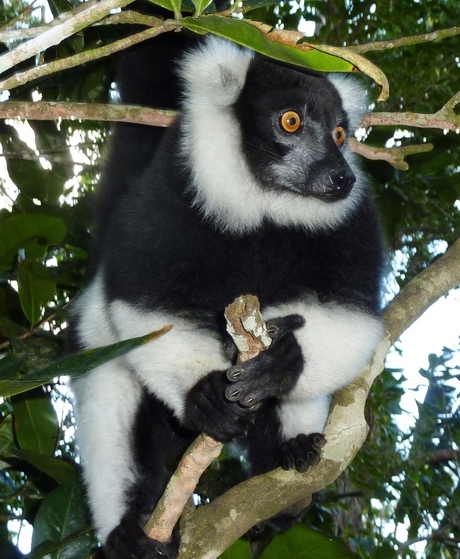 2013 Madagascar Balck and white ruffed lemur.JPG