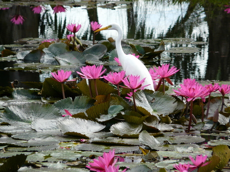 Large egret