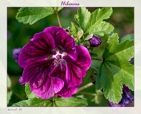 Hibiscus (archief)