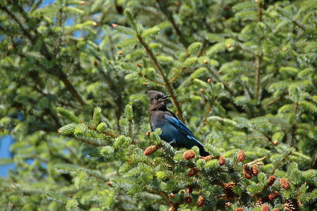 Stellar's Jay