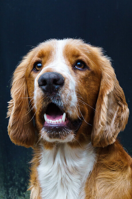 Engelse Cocker Spaniel