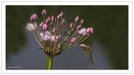 Zwanebloem met libel