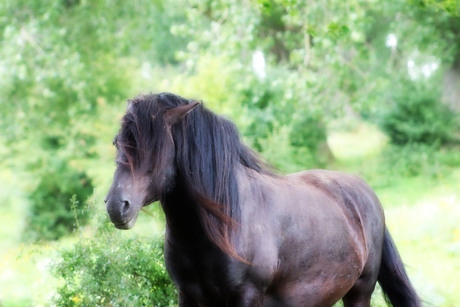 Brown beauty