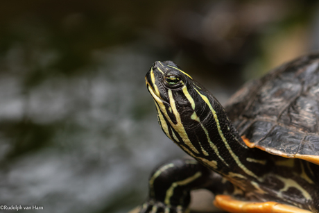 Schildpad in Mysterieuze rust