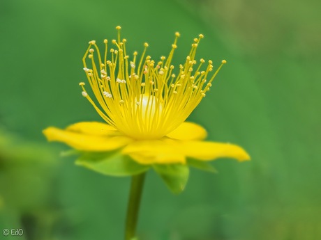 St Johnswort