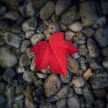 A Perfect Red Leaf