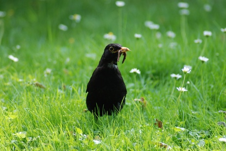 Vogel met wurmen