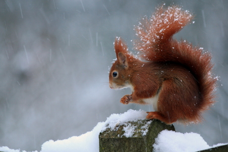 Sneeuw!