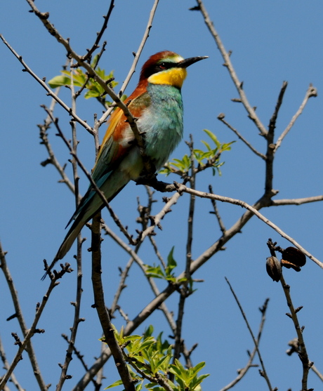 Bee eater 3/4