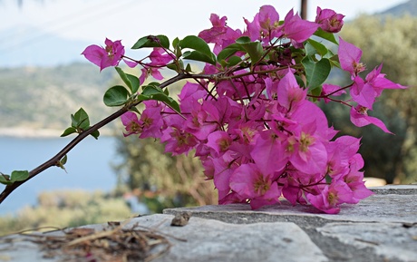 Voorjaar op Samos