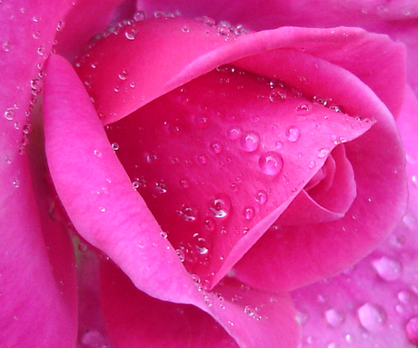 Pink Rose