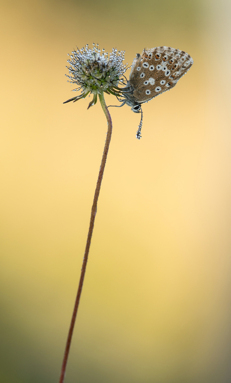 Bleekblauw vrouwtje vroeg in de ochtend